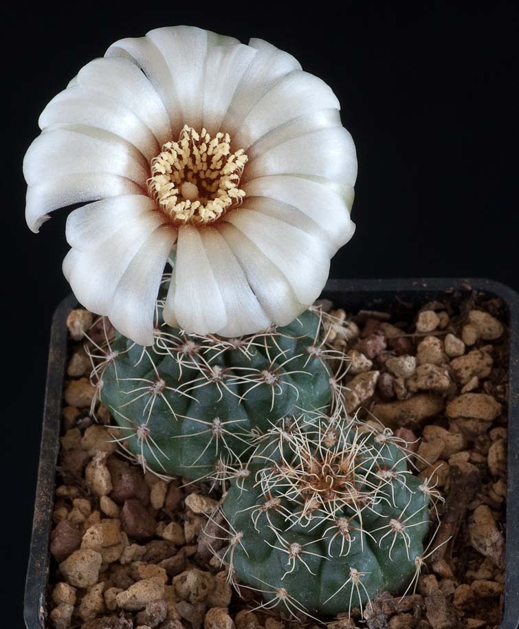 Gymnocalycium rosae